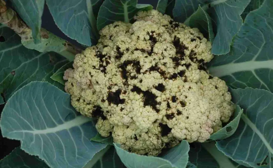 Malattie del cavolfiore - sintomi, cause e prevenzione