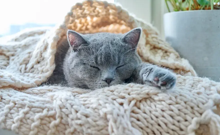 ¿Tu gato tiene frío? Señales, riesgos y cómo protegerlo