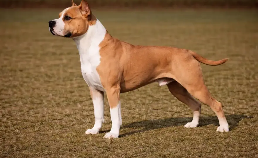 American Staffordshire Terrier - Haltung, Pflege und Rechtslage