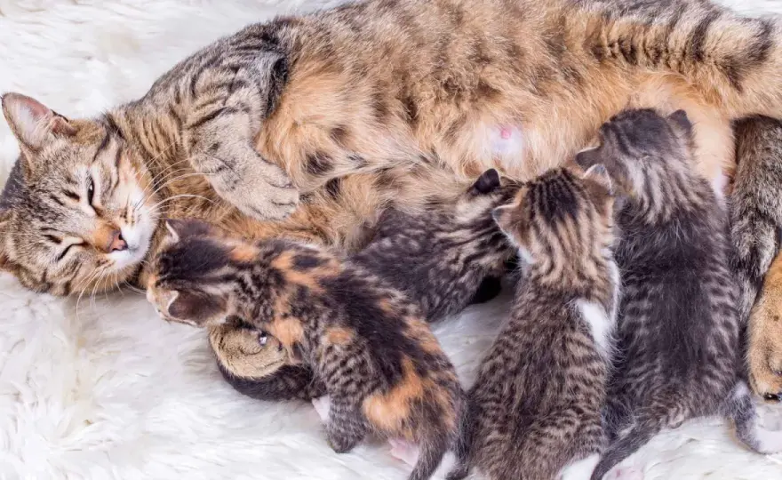 Parto de gata - Señales, preparación y cuándo llamar al veterinario