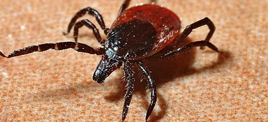 Objawy Borrelia afzelii: Jak rozpoznać zakażenie i uniknąć powikłań