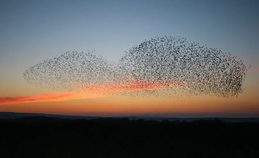 Varför flyger fåglar i flock? Så känner du igen dem