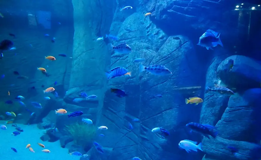 Oceanarium Kraków: Co warto wiedzieć o atrakcjach i projektach?