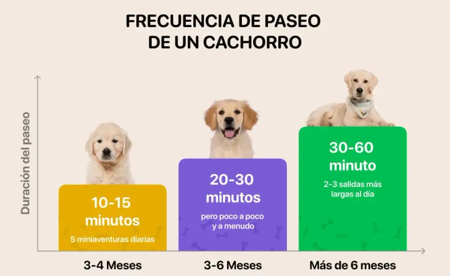 Cuántas veces sacar al perro - Guía completa por edad