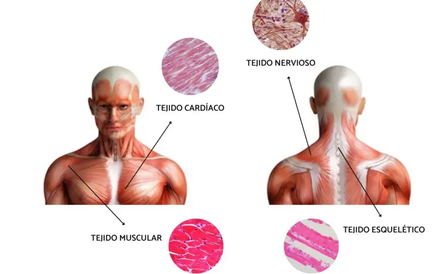 Todo sobre los músculos del cuerpo: tipos, funciones y anatomía