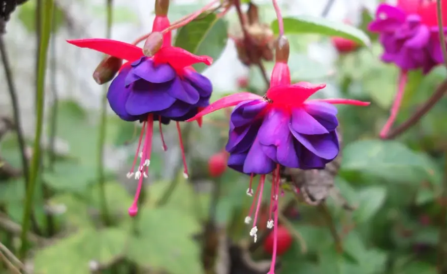 Quand tailler un fuchsia pour une floraison généreuse ?