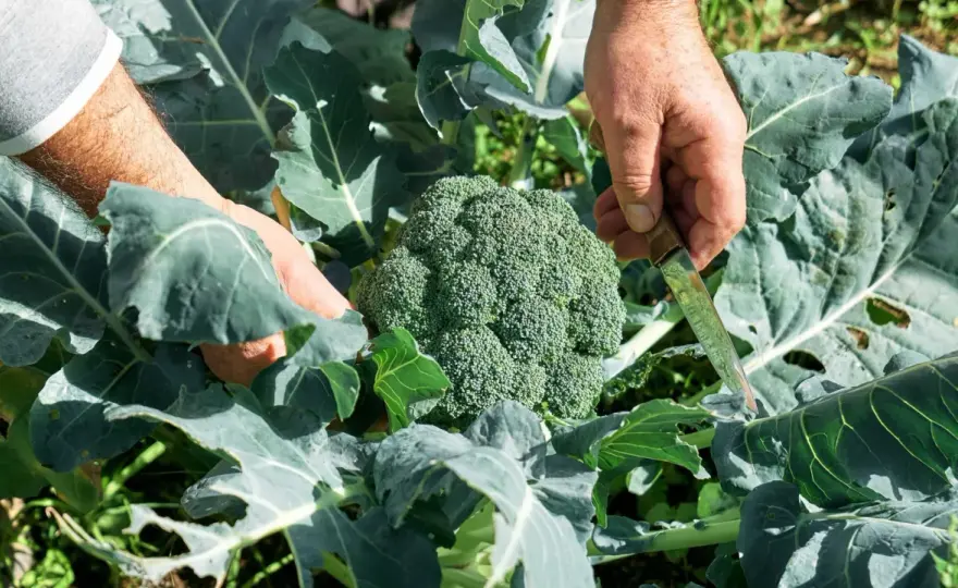 Odla broccoli i köksträdgården - så lyckas du från start