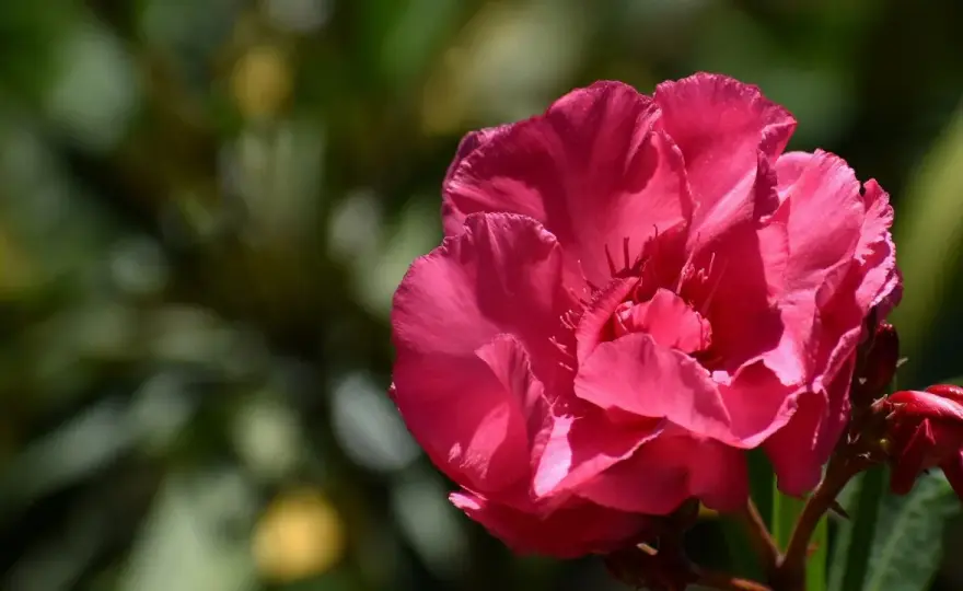 Oleander - uprawa i zimowanie. Jak dbać, by pięknie kwitł?