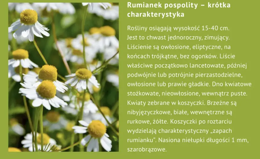 Rumianek - jak parzyć, by działał? Prawda o właściwościach