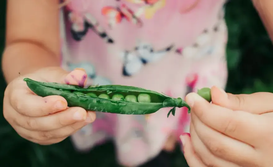 Erbsen roh essen? Was wirklich geht und besser verträglich ist