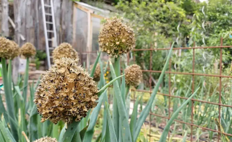 Ciboulette au potager - Le guide pour une récolte généreuse