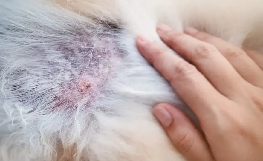 Alergia u psa - Jak rozpoznać objawy i co naprawdę pomaga?