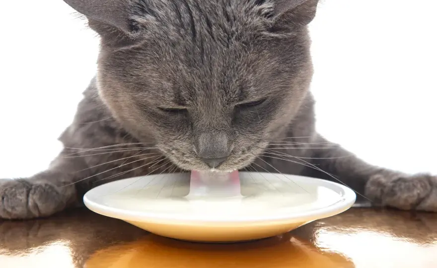 ¿Gatos y leche? Descubre la verdad y evita errores.