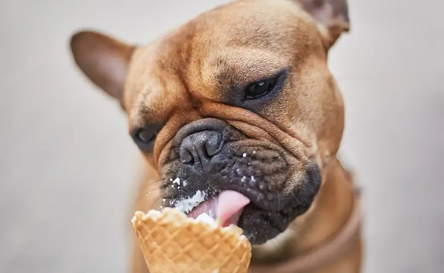 Czy pies może jeść lody? Poznaj ryzyka i bezpieczne zamienniki