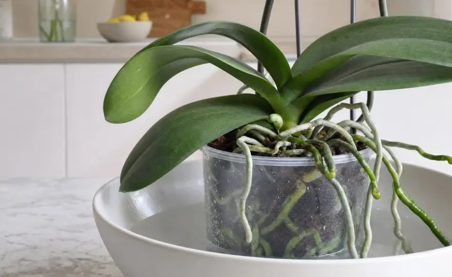 Quand arroser une orchidée sans faire pourrir ses racines ?