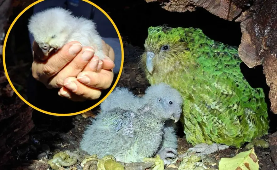 Papuga kakapo - Jak uratowano najrzadszą nielotną papugę świata?