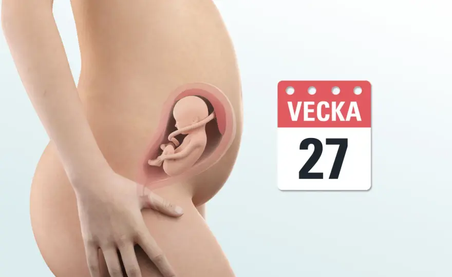 Gravid vecka 27 - det här händer med dig och barnet