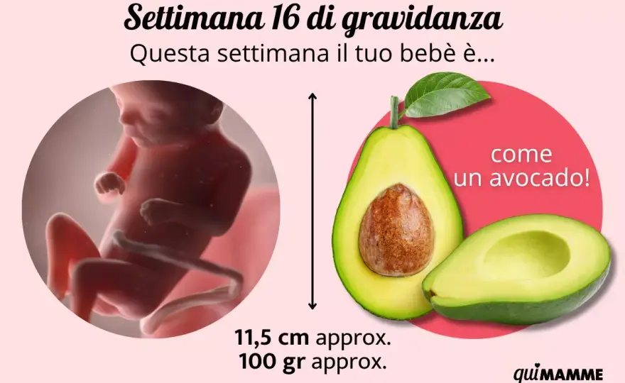 Feto maschio 16 settimane - Cosa aspettarsi dall'ecografia?