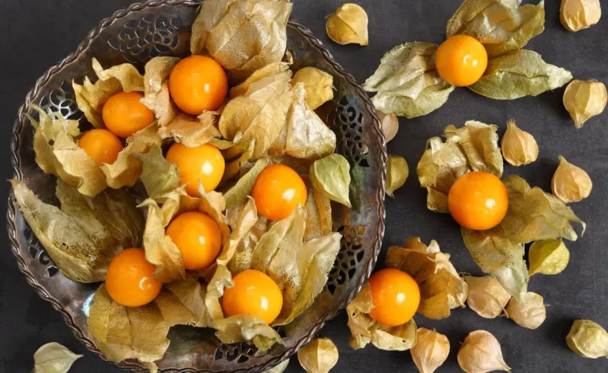 Physalis richtig pflanzen und pflegen - vom Standort bis zur Ernte
