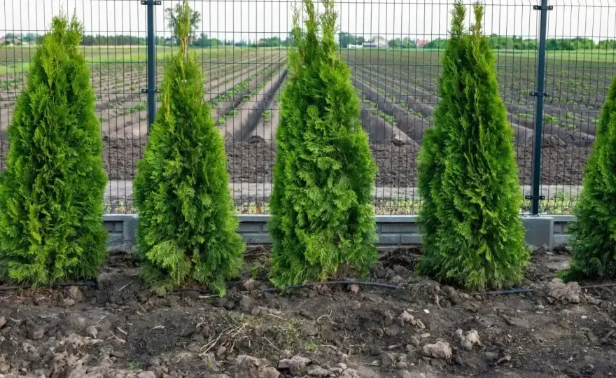 Przesadzanie tui krok po kroku - kiedy i jak to zrobić?