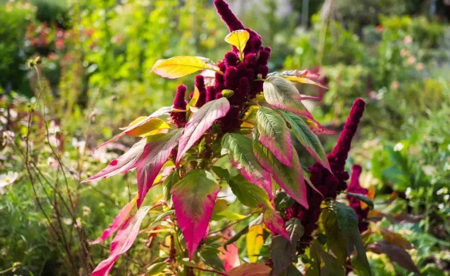Amaranth anbauen - So gelingt der Anbau wirklich!
