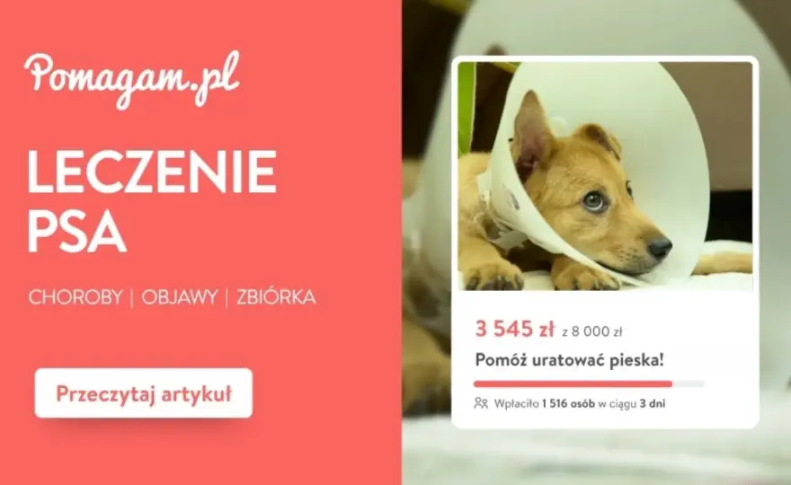 Koszt chemioterapii u psa: Co warto wiedzieć przed rozpoczęciem leczenia