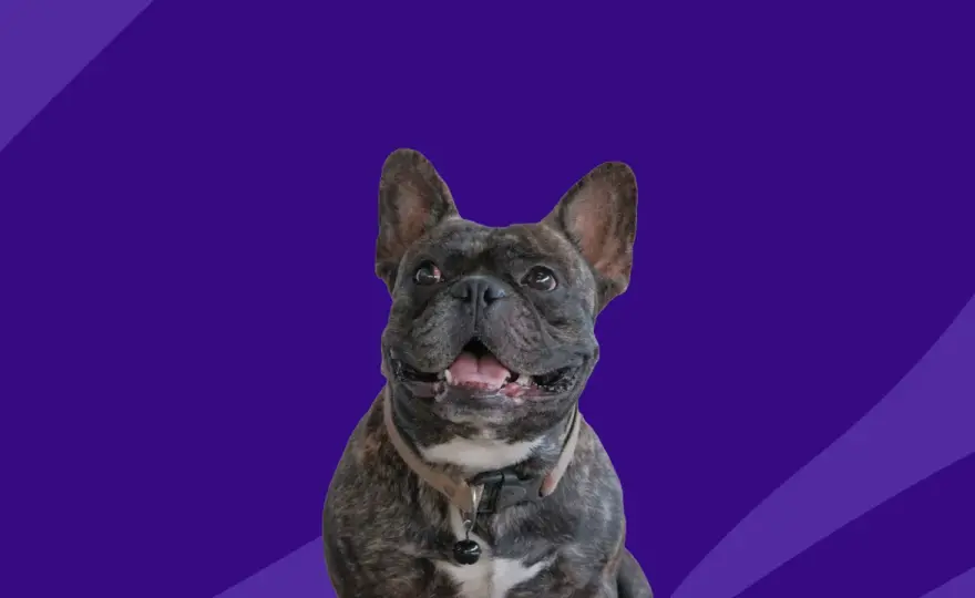 Zyrtec for Dogs - Safe Dosing, Uses, & What to Avoid