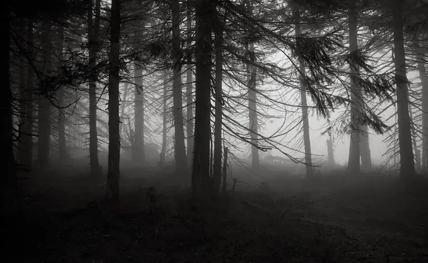 W głębi lasu - thriller psychologiczny o winie i tajemnicy