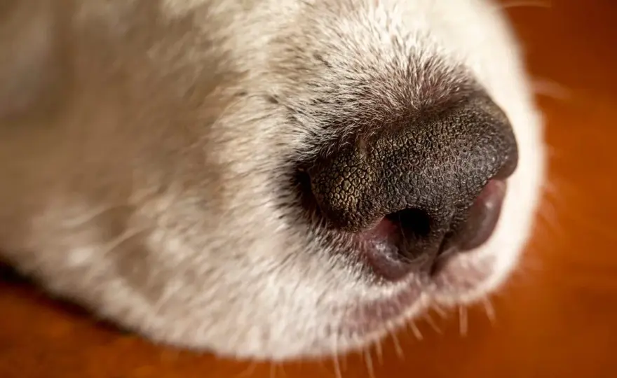 Dog Nose Wet or Dry? What's Normal & When to Worry