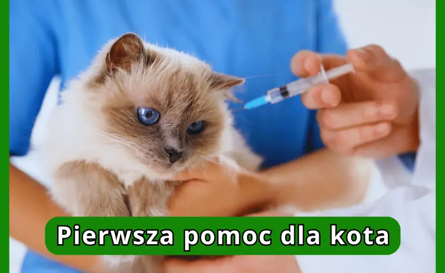 Rany u kota - Pierwsza pomoc i kiedy do weterynarza?