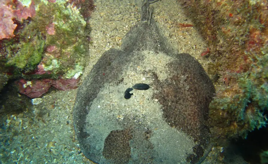 Peces de arena: ¿vacío o vida oculta? Guía para reconocerlos