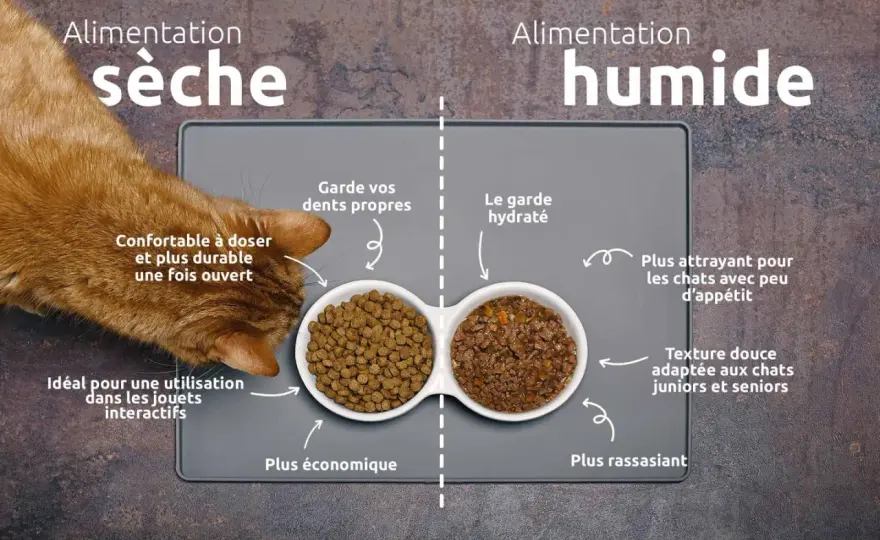 Ration croquettes chat stérilisé - Le guide complet