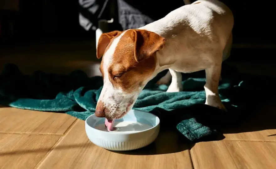 Pienso con leche - ¿Es bueno para tu perro? Descubre la verdad