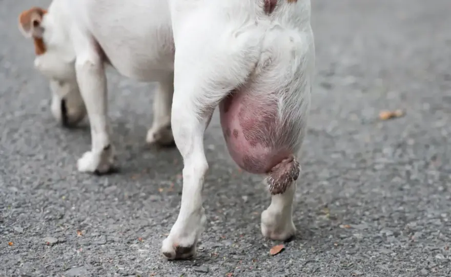 Masse patte chien - Causes, signes et quand consulter ?