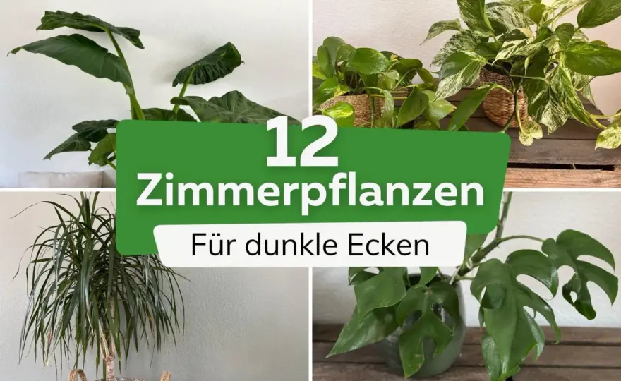 Zimmerpflanzen für dunkle Räume - welche Arten wirklich helfen