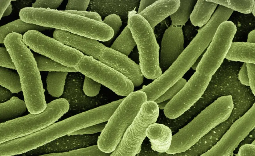 Lactobacillus w pochwie: 5 najważniejszych szczepów