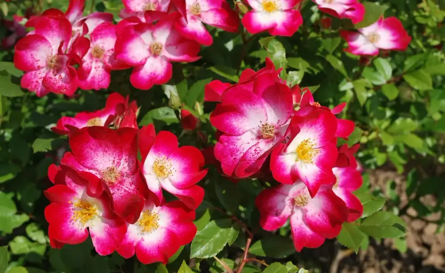 Rosiers célèbres - lesquels choisir pour votre jardin ?