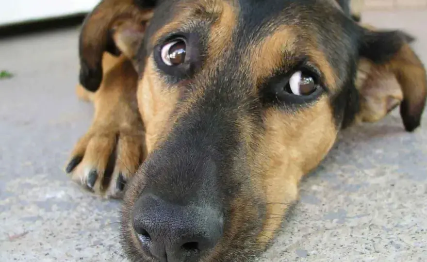 Mirada de ballena en perros - ¿Qué significa y cómo actuar?