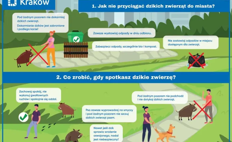 Dzik w mieście: Jak się zachować, zgłosić i zabezpieczyć?