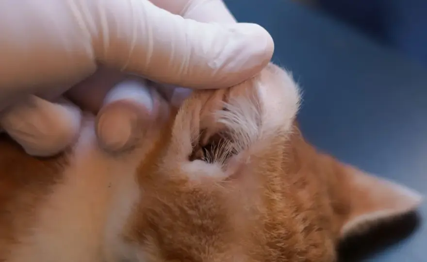 Vestibuläre Störung bei Katzen - Symptome, Ursachen, Hilfe
