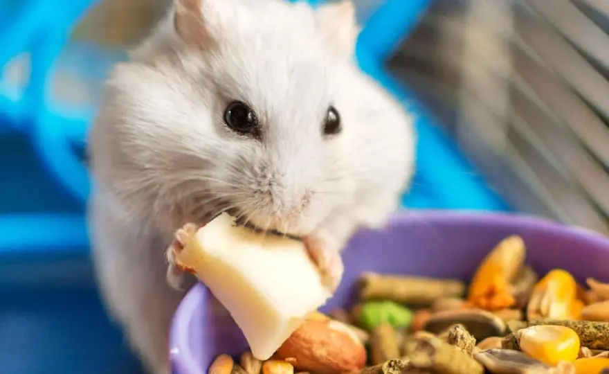 Qué comen los hámsters - Guía para una dieta sana y feliz