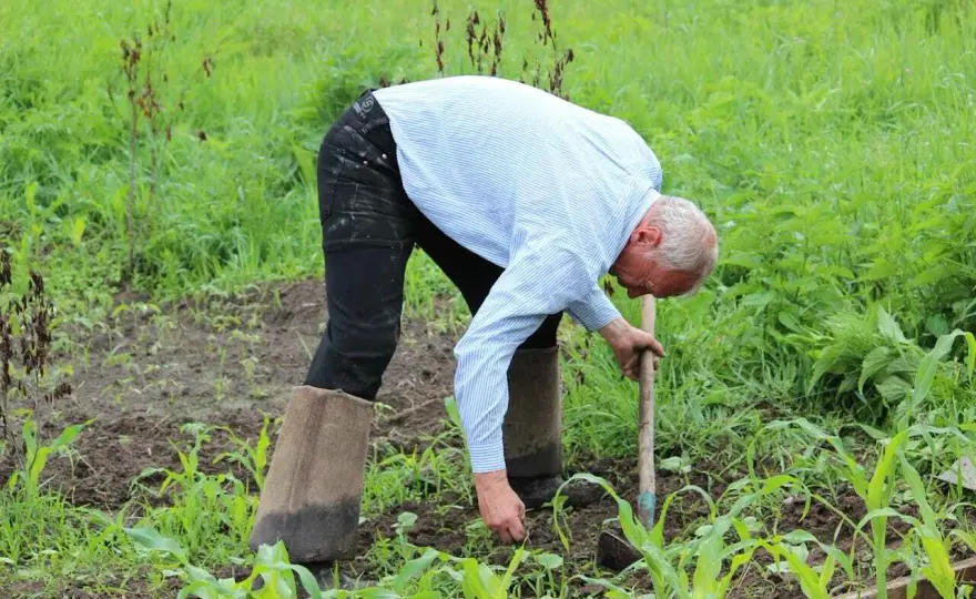 Agricoltura sintropica, come progettare un impianto in Italia
