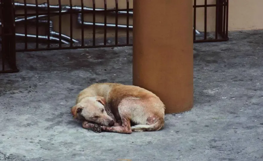 Perro solo en la calle - Qué hacer y a quién llamar en España