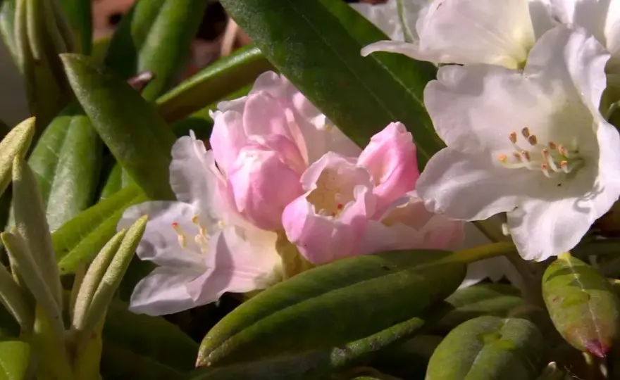 Azalea som buske - så får du den att trivas