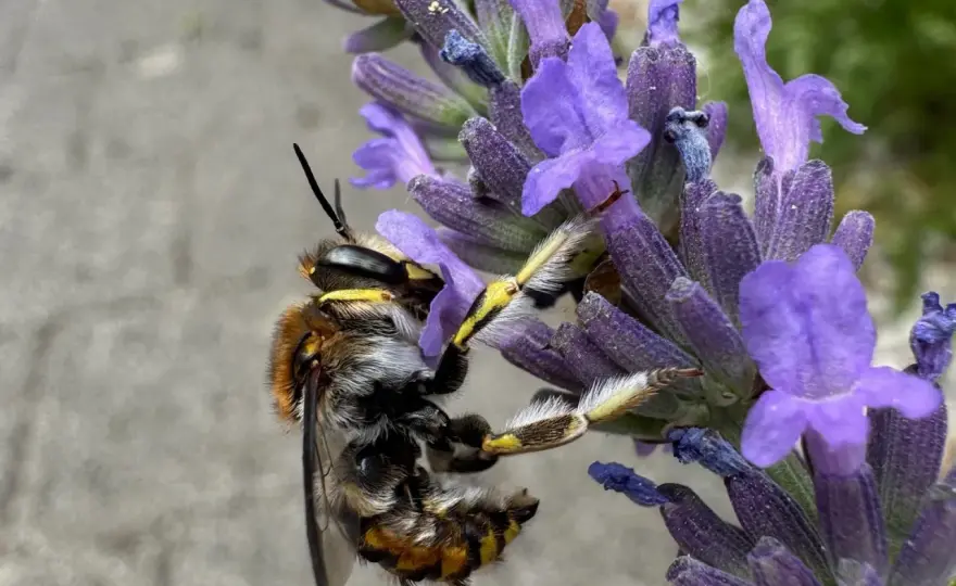 Lavendel schneiden - so bleibt er dicht und blüht länger