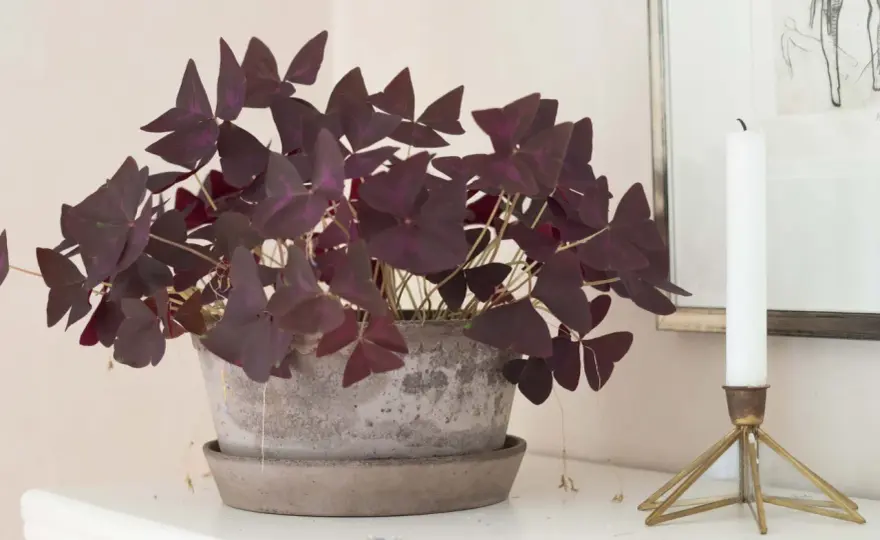 Oxalis ute - så väljer du rätt sort och plats