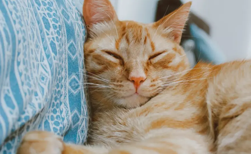 Cat Purrs - What Do They REALLY Mean? Beyond Happiness
