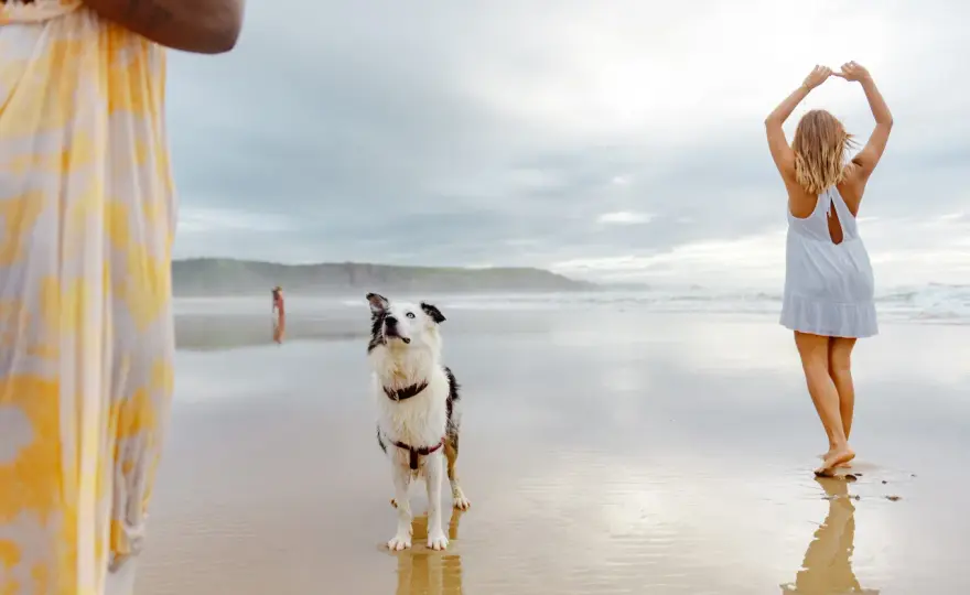 Hund am Strand - Nordsee oder Ostsee? So wird der Urlaub perfekt