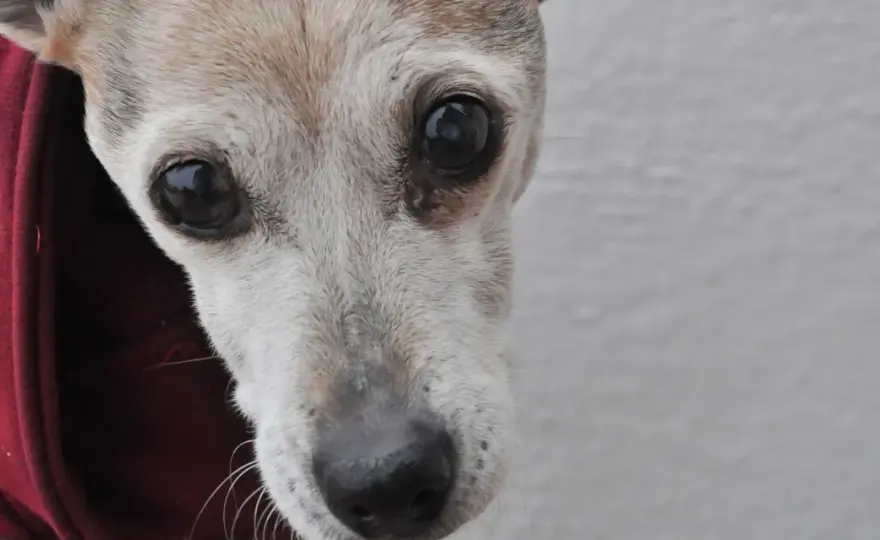 Demencia senil en perros - ¿Es normal o disfunción cognitiva?
