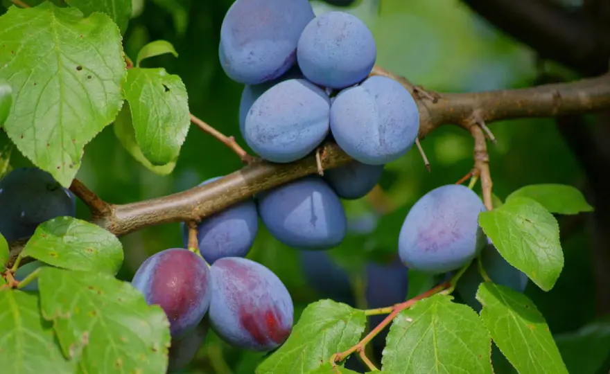 Zwetschgensorten wählen - Welche passt zu Ihrem Garten?